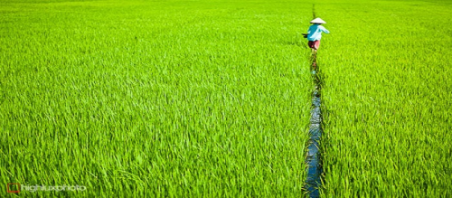 COUNTRYSIDE VIETNAM